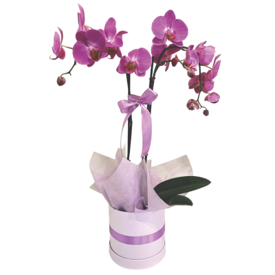 Orquideas en Puebla con servicio a domicilio, Flowers in Puebla, Florerias en Puebla con servicio a domicilio. bouquet of flowers in puebla, Flower shop with home delivery in Puebla